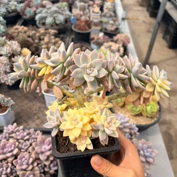 258.Graptopetalum 'Victor Kane' f. cristata variegata