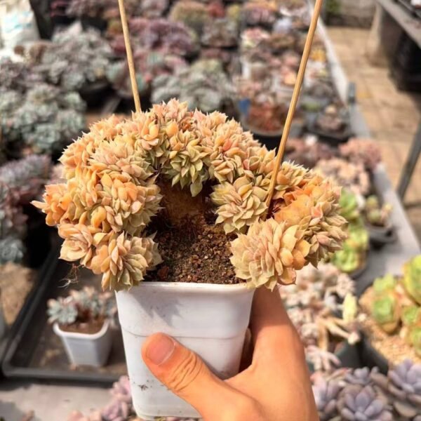 259.Echeveria 'Onslow' f. cristata