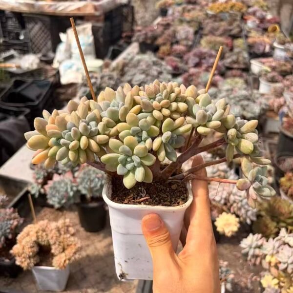 260.Graptopetalum 'Xylitol' f. cristata