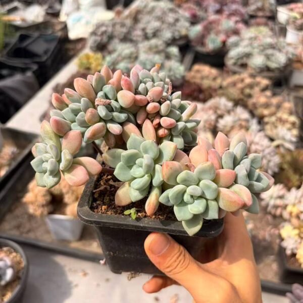 261.Echeveria 'Egret' f. cristata