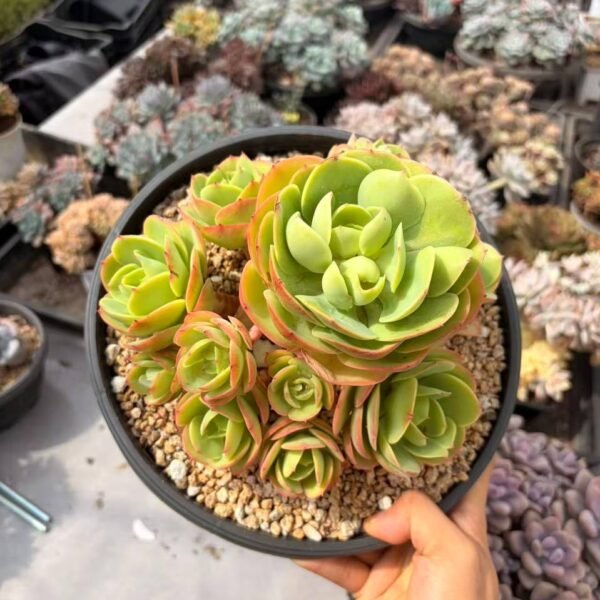 262.Echeveria 'Peach Pride