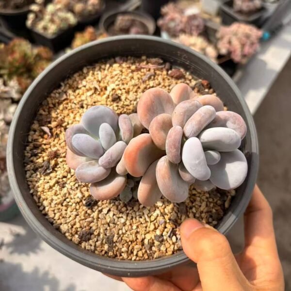 263.Pachyphytum 'Orange Snowball'