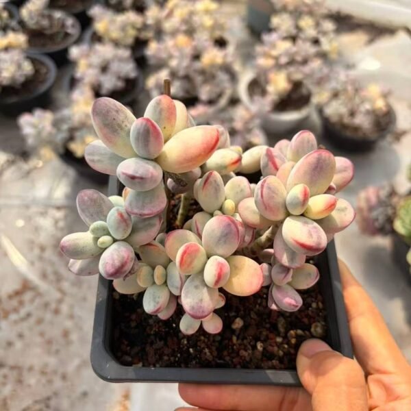 264.Cotyledon orbiculata ‘Oophylla Variegata’
