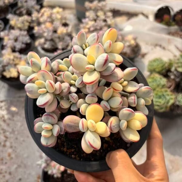 265.Cotyledon orbiculata ‘Oophylla Variegata’