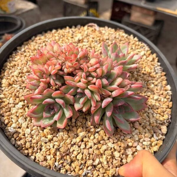 266.Echeveria 'Sasa'
