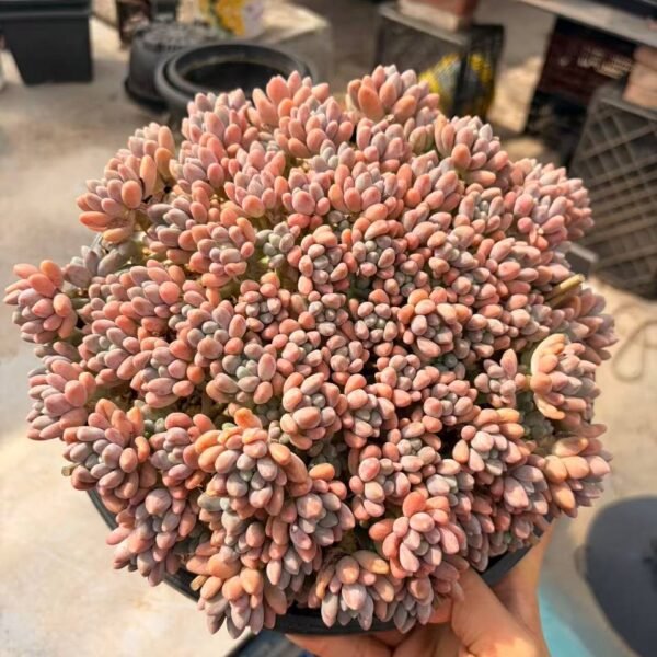 267.Echeveria: ‘StellaLou’