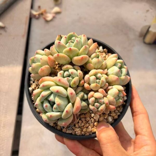 268.Echeveria 'Wangshu