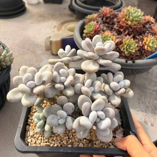 269.Graptopetalum 'Cheese'