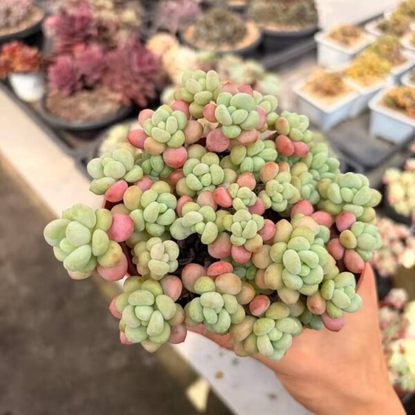 270.Echeveria 'Caviar'