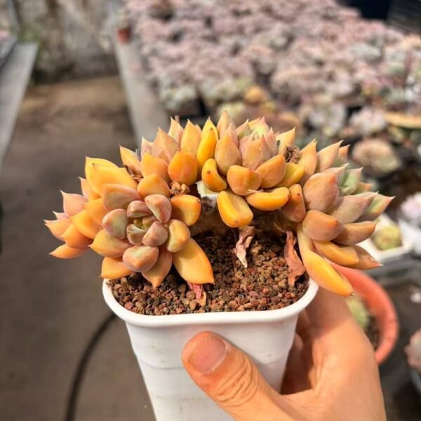 271.Echeveria 'J.C. Van Keppel' f. cristata