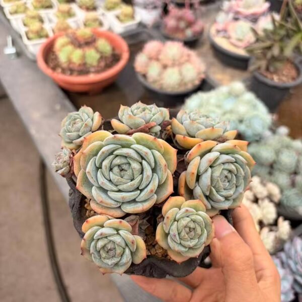 272.Echeveria 'Laolin