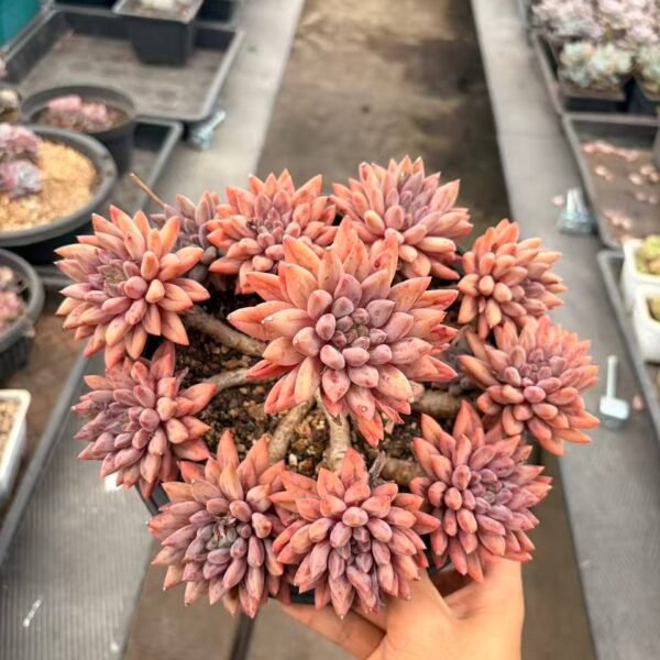 273.Echeveria 'Crystal Ball'