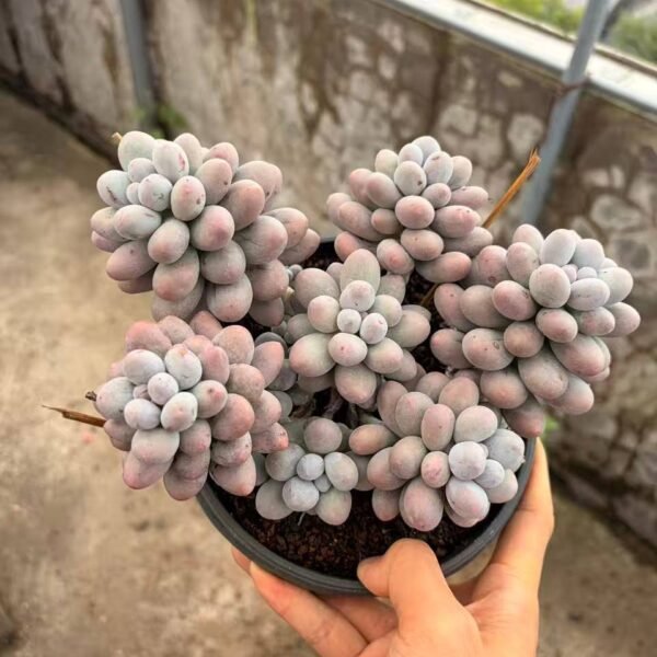 274.Echeveria 'Perfume Baby