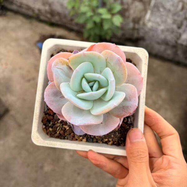 275.Echeveria 'Milk Tea
