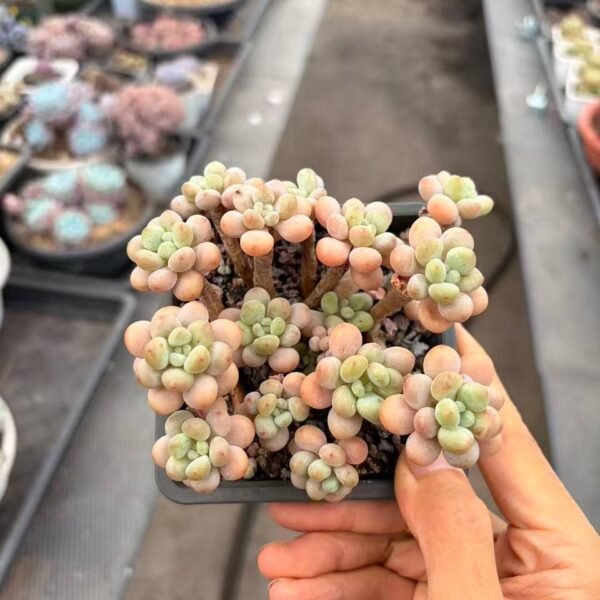 276.×Pachyveria 'Bubble Candy'