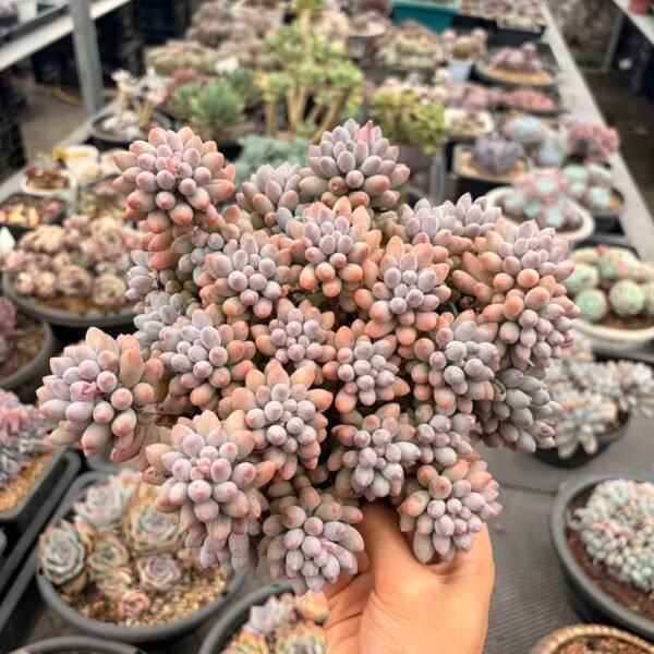 277.Pachyphytum 'Machucae'
