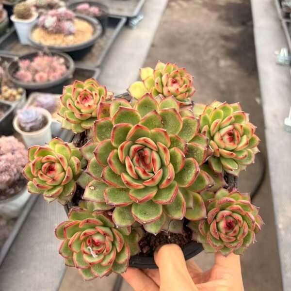 279.Echeveria 'Puli-lindsayana'