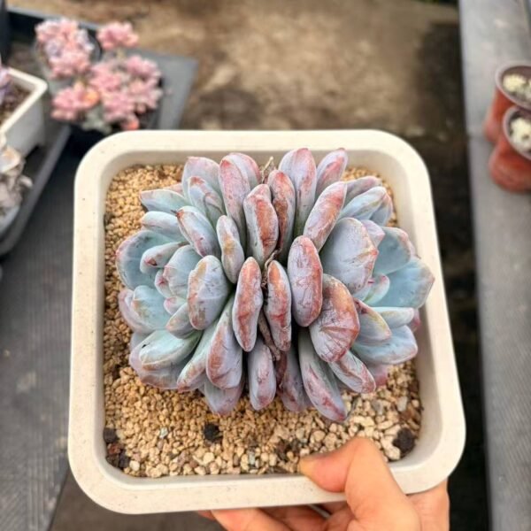 280.Echeveria 'Monroe' f. monstrosus