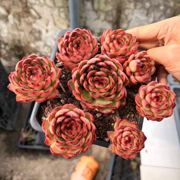 281.Echeveria 'Puli-lindsayana'