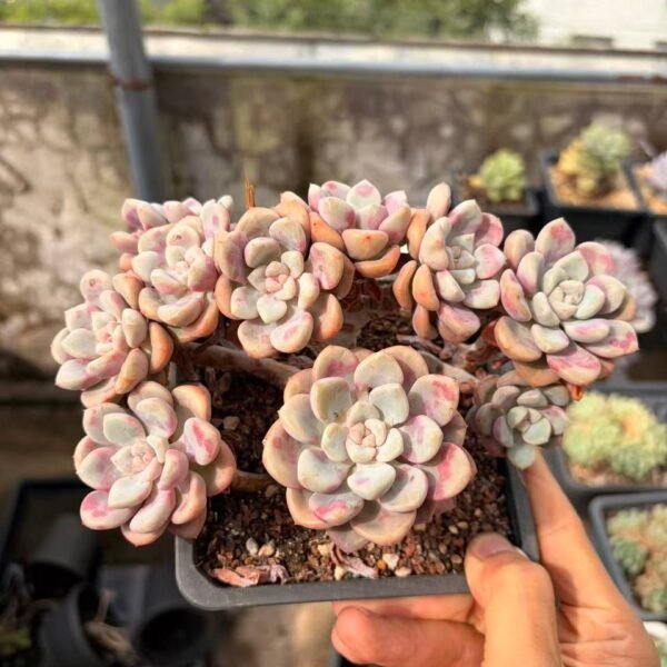 282.Echeveria 'Spotted Deer' f. cristata