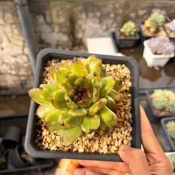 283.Echeveria 'Iria' f. monstrosus variegata
