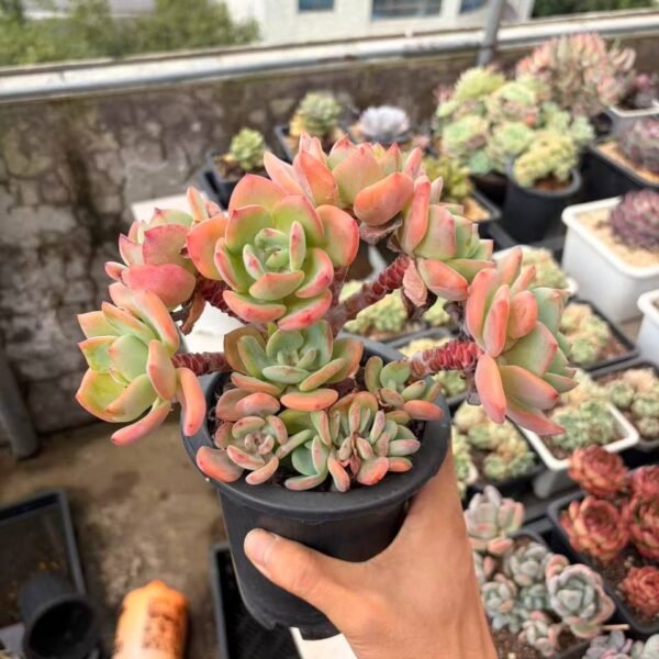 284.Echeveria 'White Moonlight' f. cristata