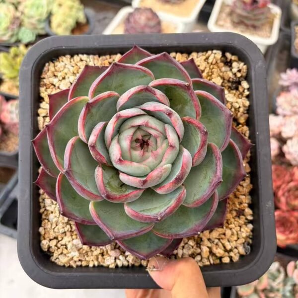 285.Echeveria agavoides 'Casio'