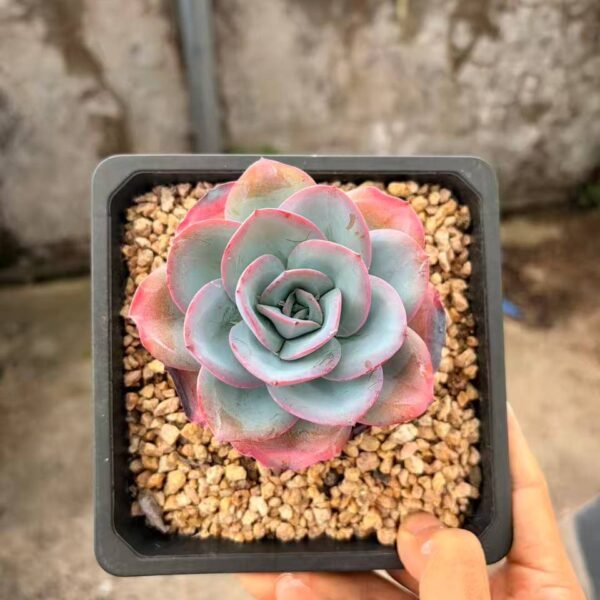 286.Echeveria 'Brink's Blue