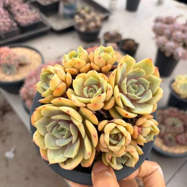 287.Echeveria 'Murasakihime