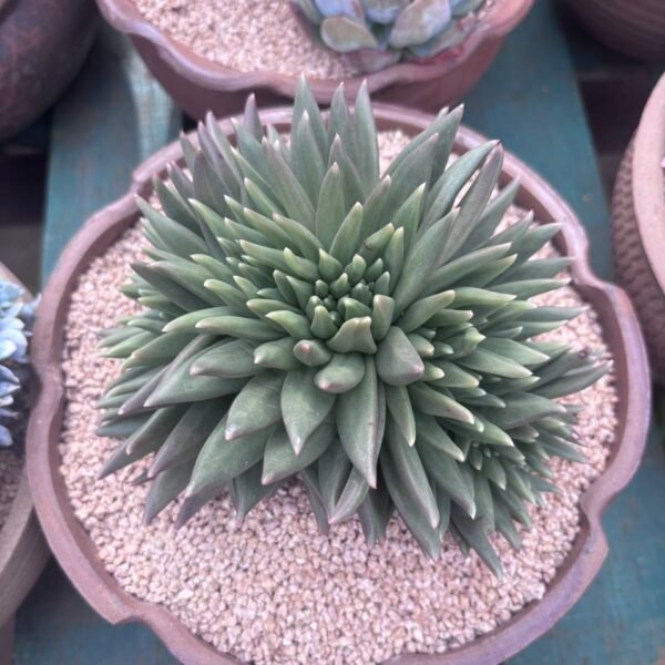 288.Sedum adolphii f. cristata