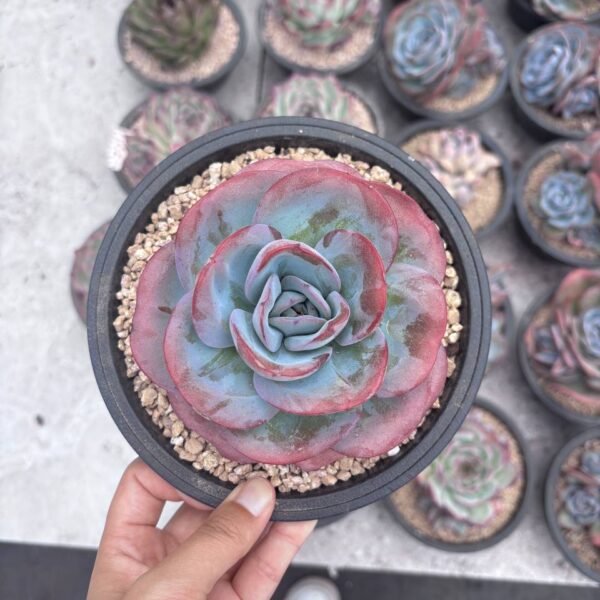 289.Echeveria 'Brink's Blue