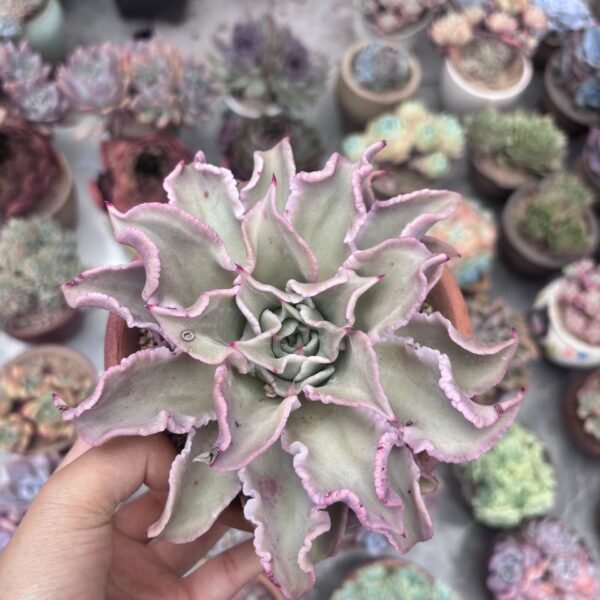 290.Echeveria 'Madiba'