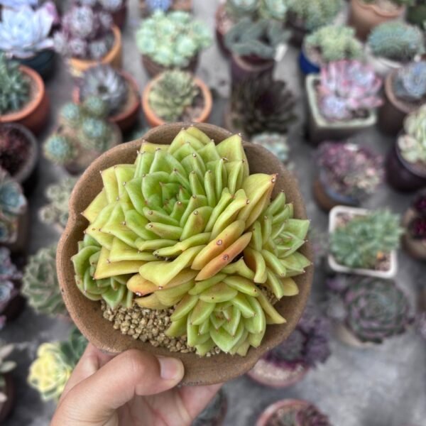 291.agavoides 'Rose Maria