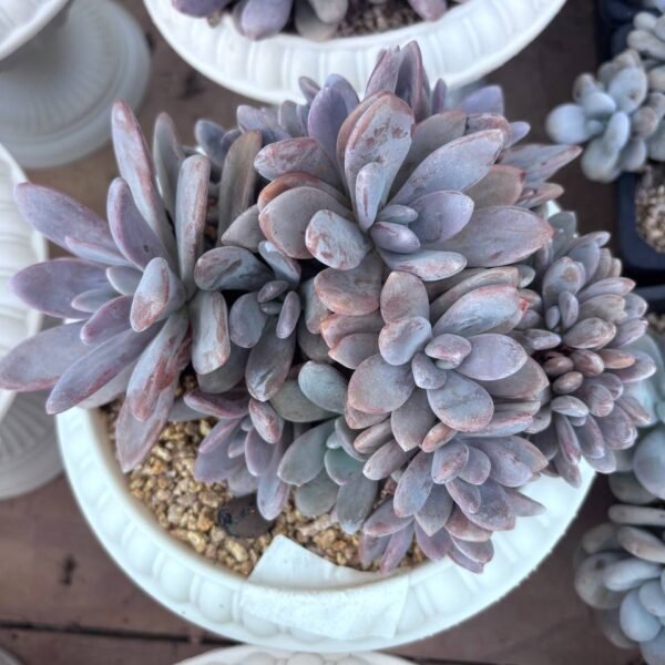292.×Graptoveria 'Snow Peach