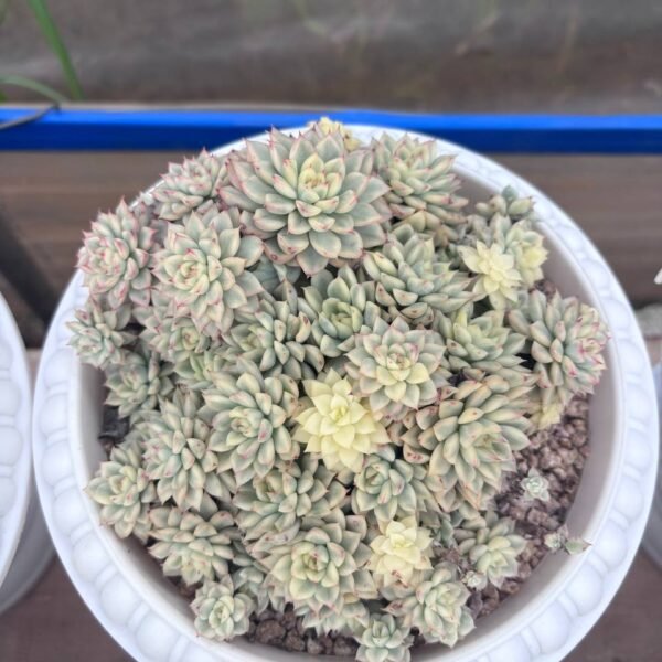 293.Echeveria 'Mebina' f. variegata