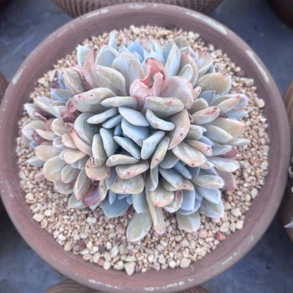 294.Echeveria 'Exotic'