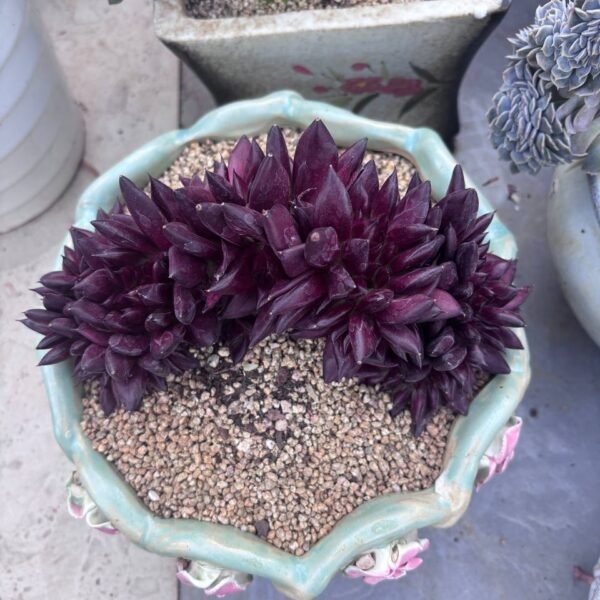 295.Echeveria agavoides 'Romeo Rubin' f. cristata