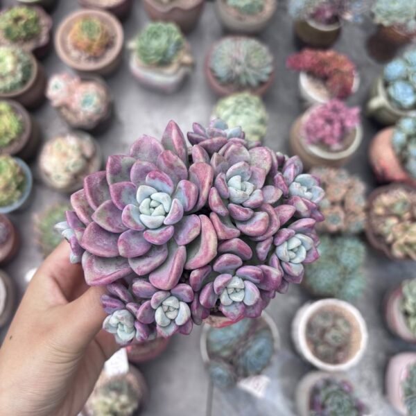 296.Echeveria 'Spotted Deer'