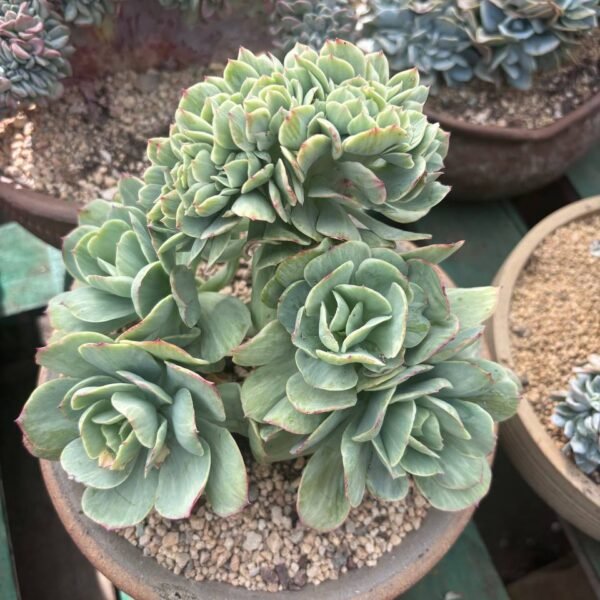 297.Echeveria 'Peach Pride' f. cristata variegata