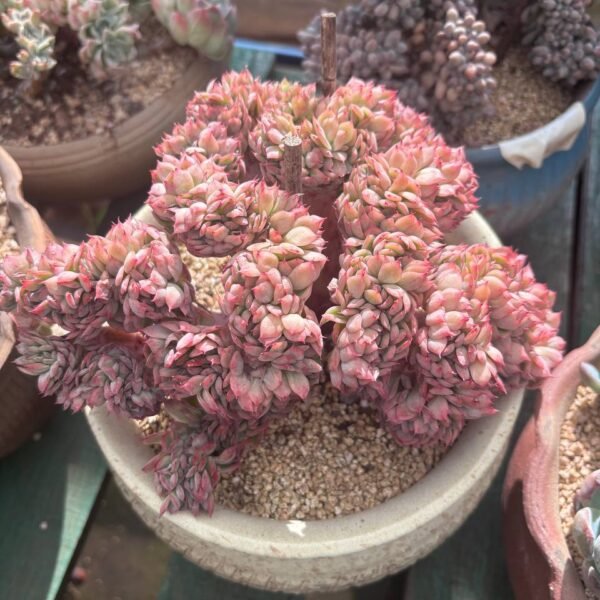 298.Echeveria 'Red Dragon'