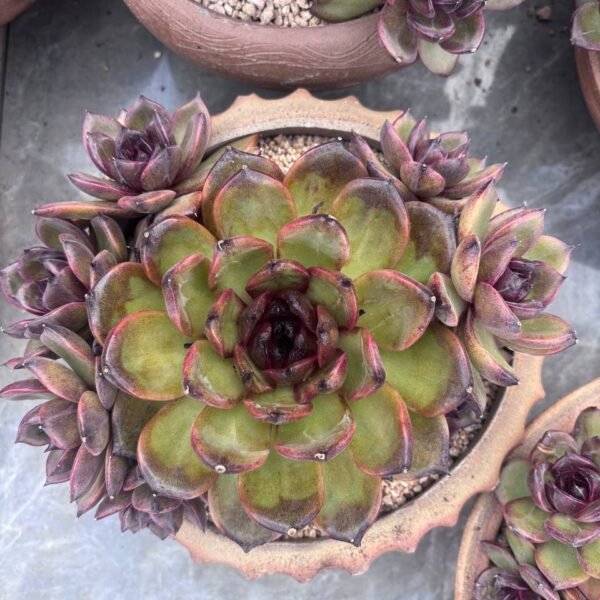 299.Echeveria 'Iria'