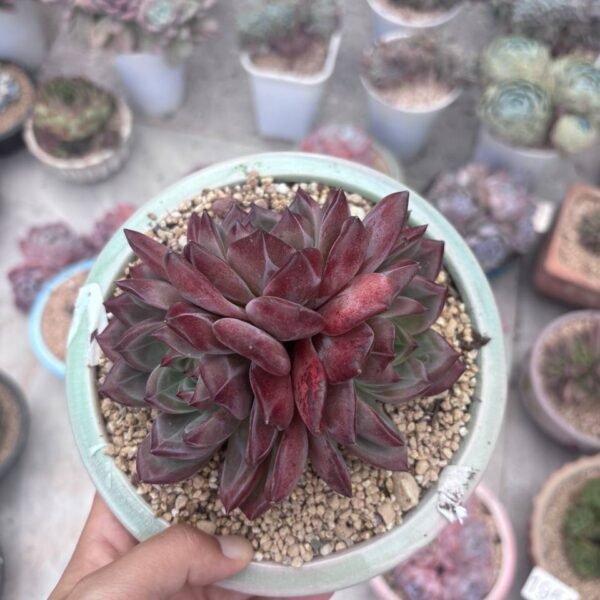 300.Echeveria 'Daredevil'