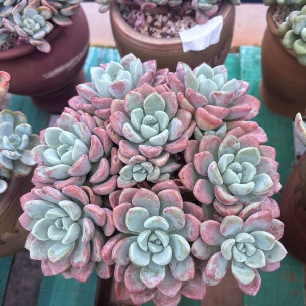 301.Echeveria 'Spotted Deer'