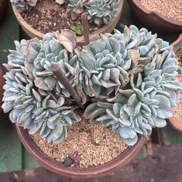 302.Echeveria 'Hakuhou' f. cristata