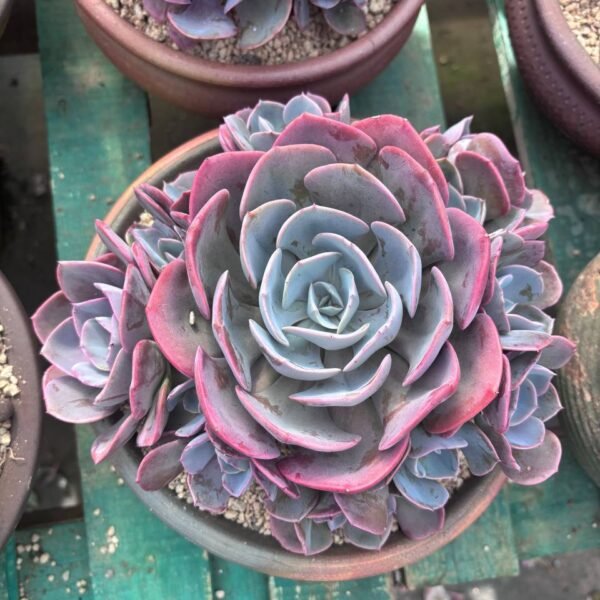 303.Echeveria 'Dusty Rose'