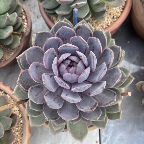 304.Echeveria 'Dream Crystal