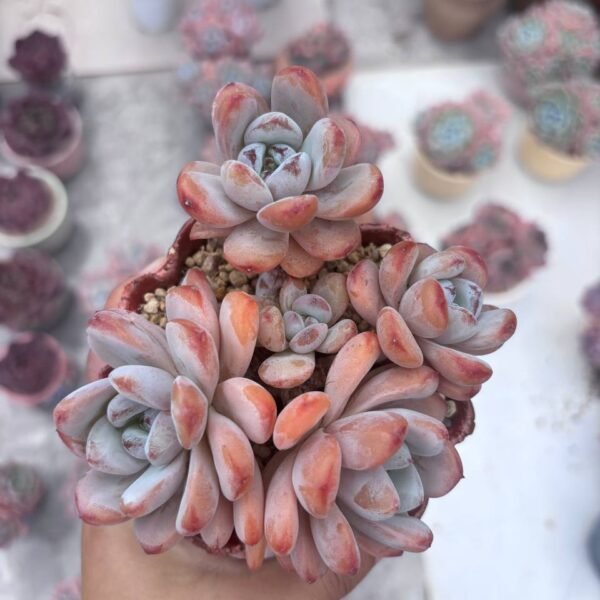 305.Echeveria 'Man Man Xue'