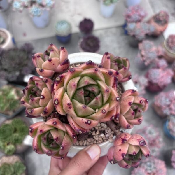 306.Echeveria Agavoides 'Blue Dragon'