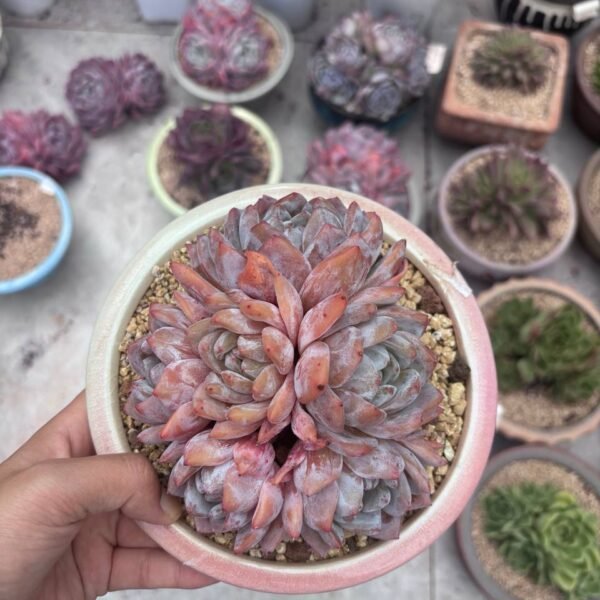 307.Echeveria 'Milk Cap'