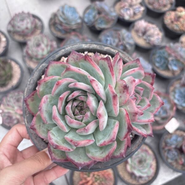 309.Echeveria 'Latam'